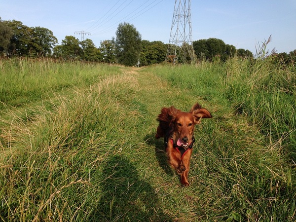 Dashond Standaard, langhaar
