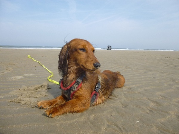 Dashond Standaard, langhaar