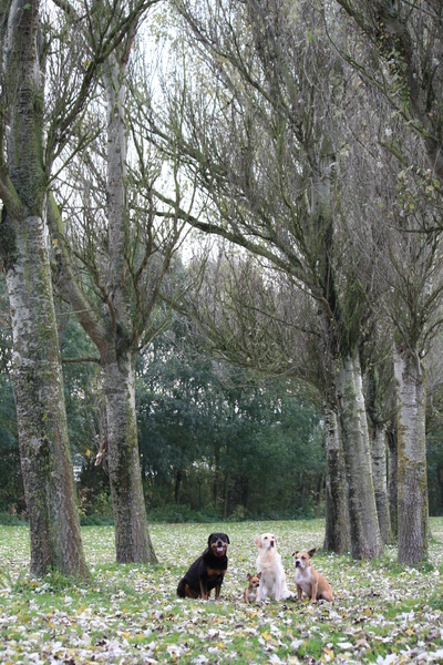 lotte thyson brutus kyra 