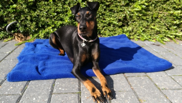 Manchester Terrier