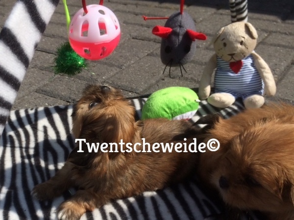 Boomer pups v.d.Twentsche weide
