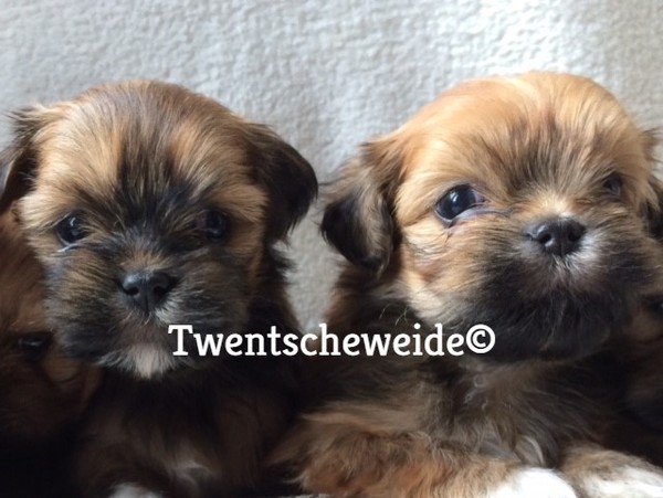 Boomer pups v.d.Twentsche weide