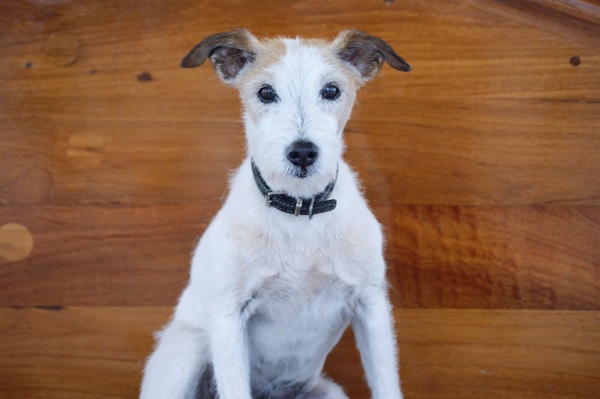 Parson Russell Terriër