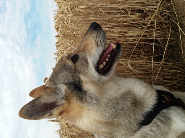 Tsjechoslowaakse Wolfhond