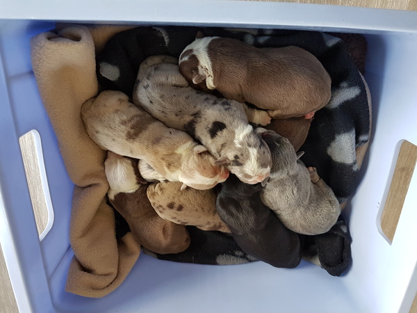 Manmade Kennels Europe