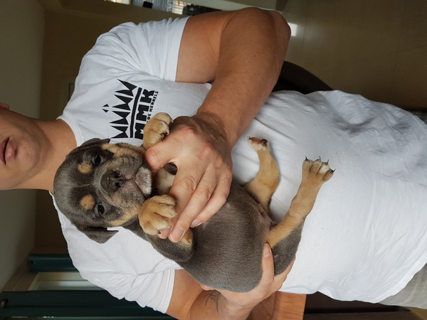 Manmade Kennels Europe