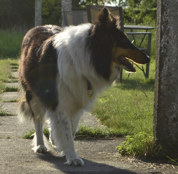 Schotse Herdershond, Langhaar