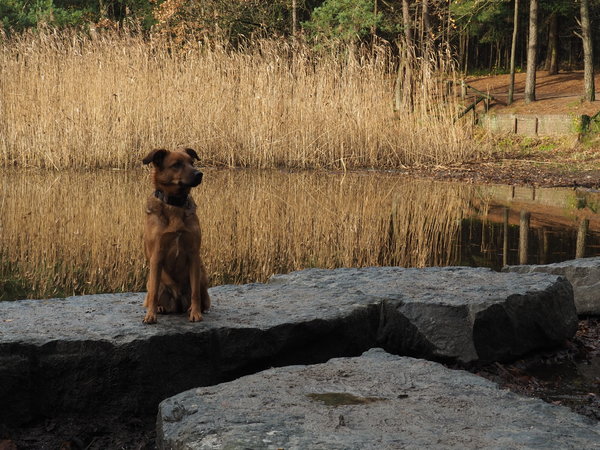 V. Romarszevensprong