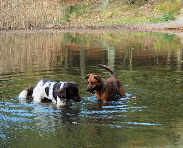 V. Romarszevensprong