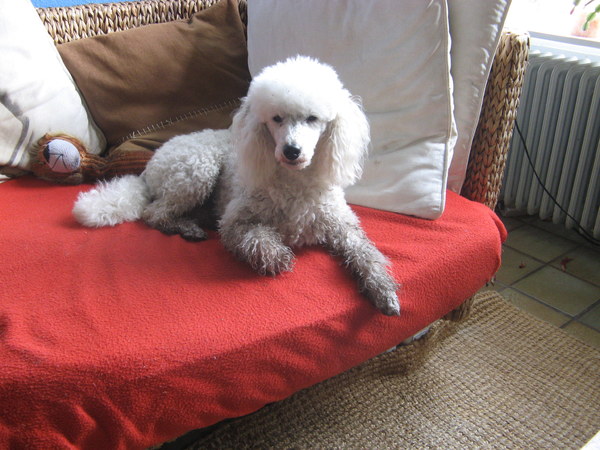 Dwergpoedel, zwart wit bruin