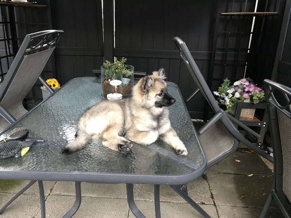 Grote Keeshond, wolfsgrijs
