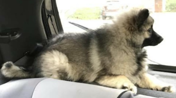 Grote Keeshond, wolfsgrijs
