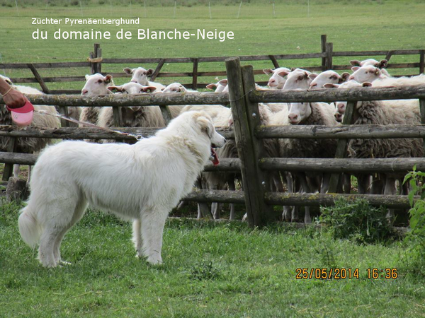 du domaine de Blanche-Neige