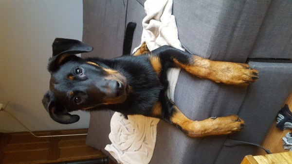 Beauceron