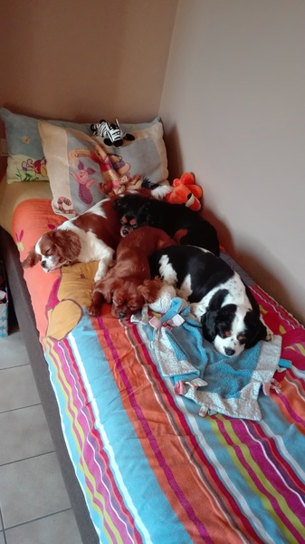 Cavalierkingcharlesspaniël4ever