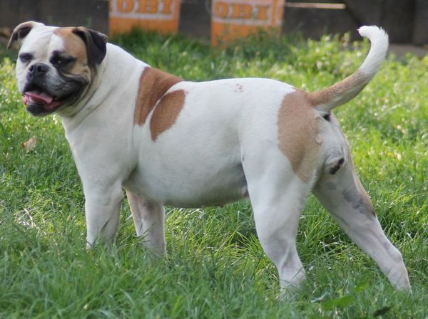 Bulls of Crown (sinds 1999) (Hongarije)