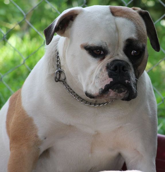 Bulls of Crown (sinds 1999) (Hongarije)