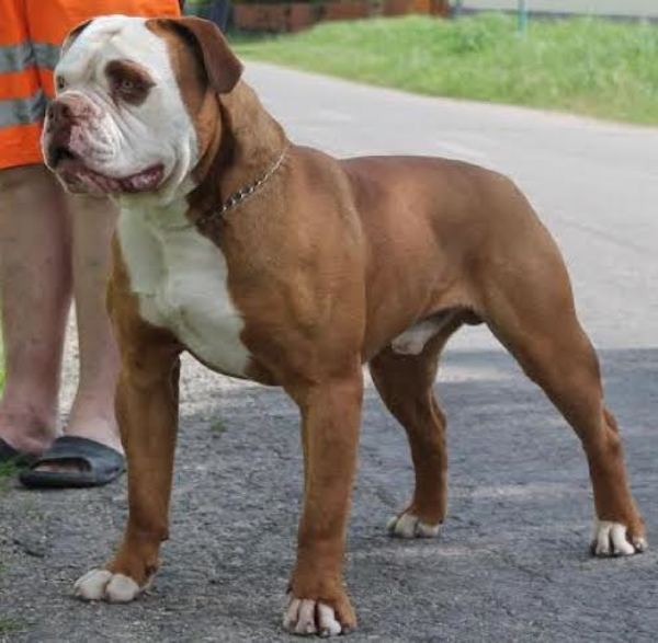 Bulls of Crown (sinds 1999) (Hongarije)