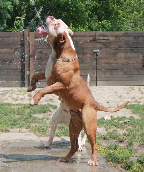 Bulls of Crown (sinds 1999) (Hongarije)