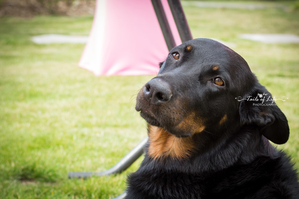 Van de Noordermeersch