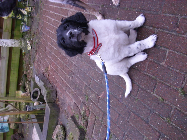 familie van der meide