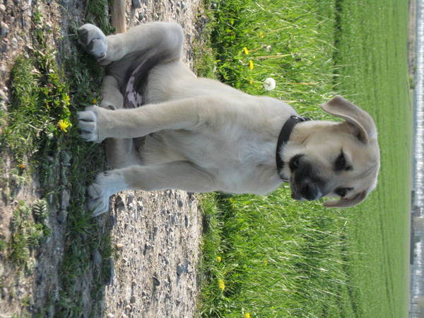 Kangal