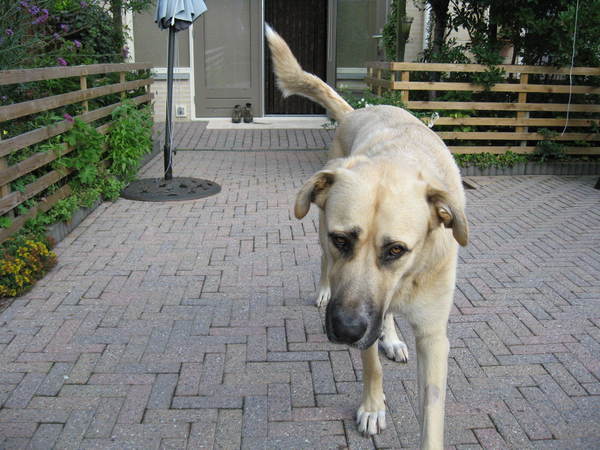 Kangal