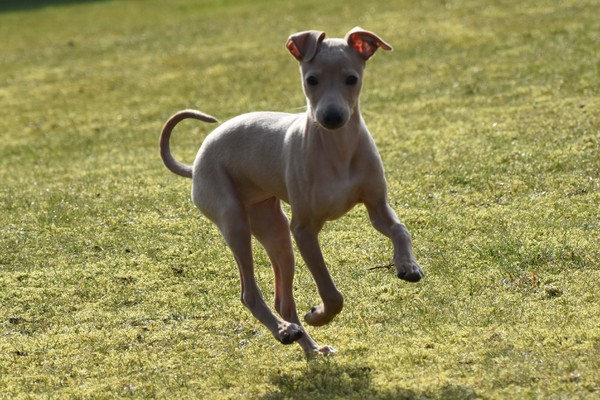 of the rapid's racers