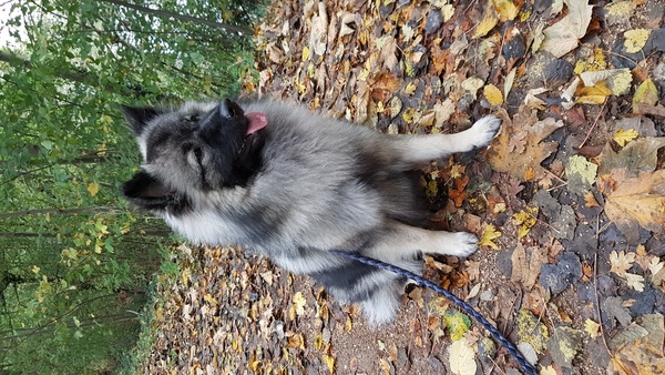 Grote Keeshond, wolfsgrijs