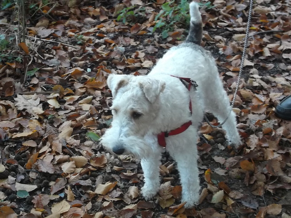 Foxterrier, draadhaar