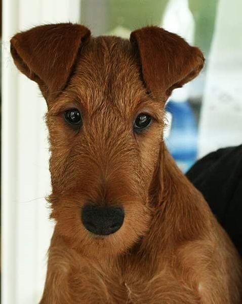 Ierse Terrier