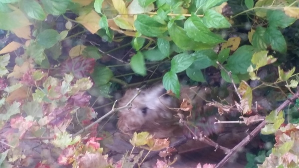 Irish Softcoated Wheaten Terriër