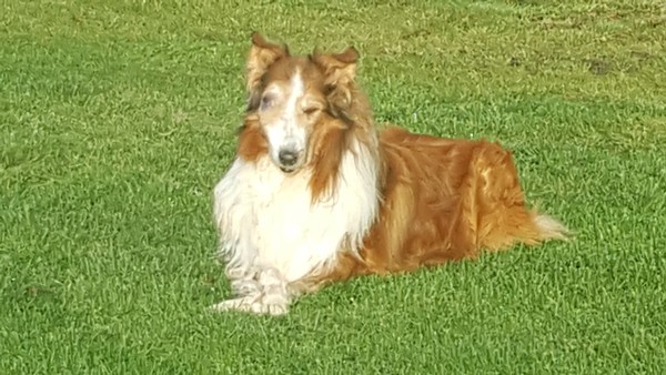 Schotse Herdershond, Langhaar