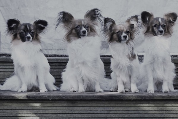 Epagneul Nain Continental, Papillon