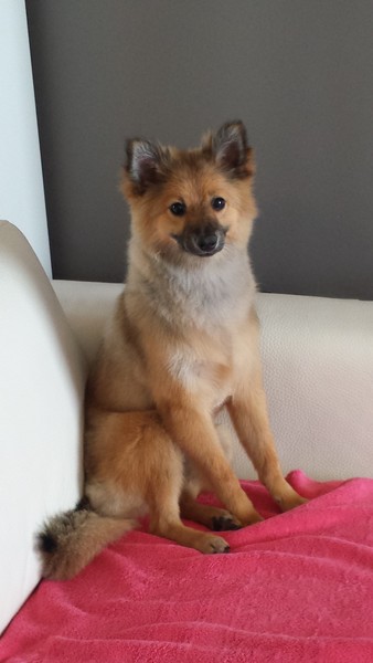 Keeshond, Middenslag