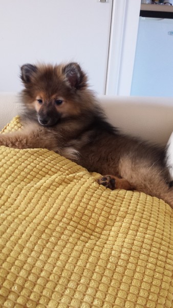 Keeshond, Middenslag