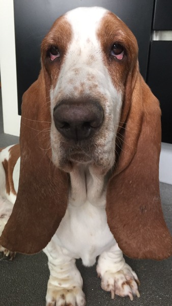 Basset Hound