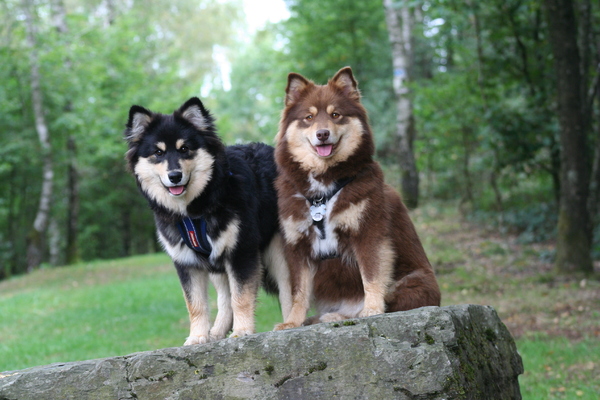 Kennel van de Kruikenlappies