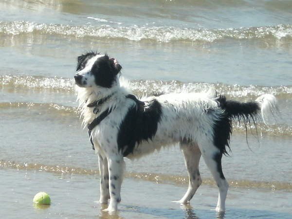 Frodo aan zee