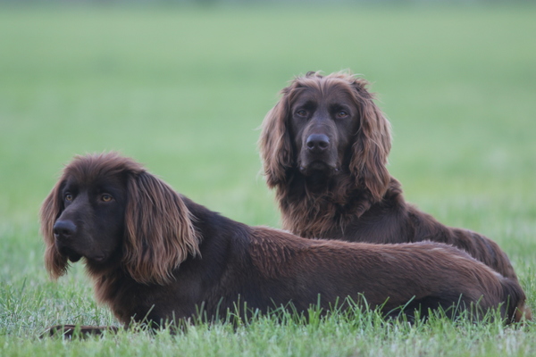 Duitse Staande Hond, Langhaar