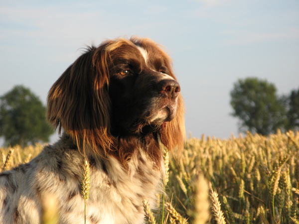 Duitse Staande Hond, Langhaar