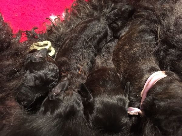 Bouvierkennel van het Molengat