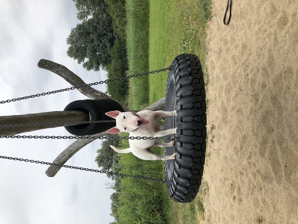 Bull Terrier, miniatuur