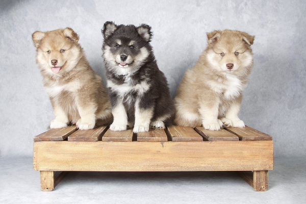 Kennel van de Kruikenlappies