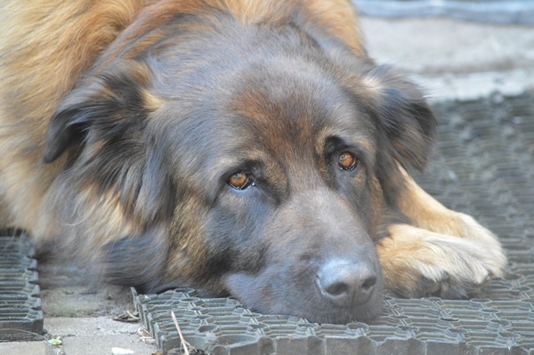 Cao Serra Da Estrela