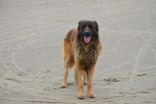 Cão da Serra da Estrela, langhaar