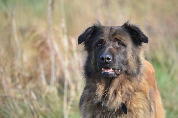 Cão da Serra da Estrela, langhaar