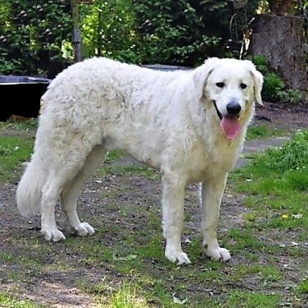ZOUWELANDEN