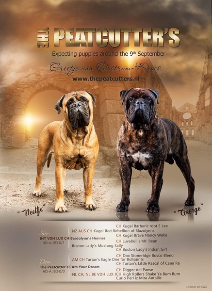 The Peatcutter's Bullmastiff