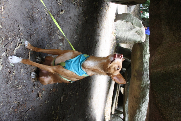 Podenco Andaluz